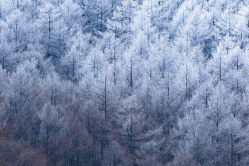 霧氷に覆われた厳冬のカラマツ林