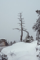 Bizarre gnarled ghost tree is frozen and covered with snow.