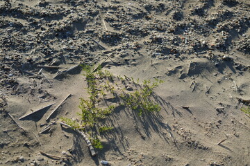砂浜の植物