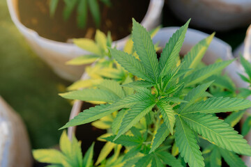 Marijuana leaves