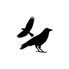 Crow  icon isolated on transparent background