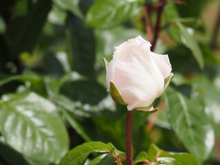 薄ピンクのバラ　マイ ガーデン