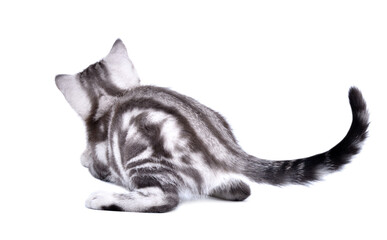Playful kitten scottish straight, back view, isolated on white background - obrazy, fototapety, plakaty