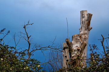 Dead tree trunk and vegetation against a stormy winter sky