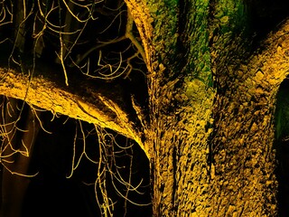 Mystisch und geheimnisvoll gelb beleuchteter Baumstamm Baum bei Nacht
