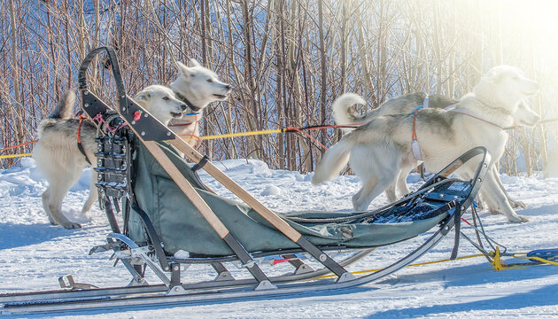 Traditional wood sled with blue blanket is ready to be harnessed with dogs