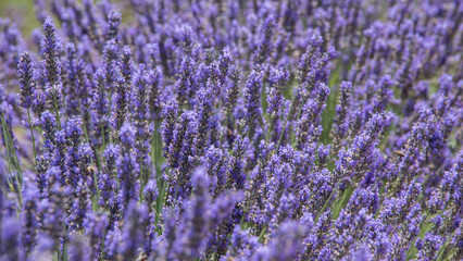 Fototapeta premium Lavenders, Provence