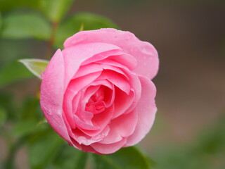 ピンクのバラ　ハンス ゲーネバイン