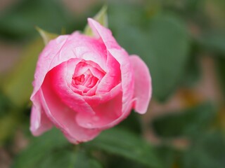 ピンクのバラ　ハンス ゲーネバイン