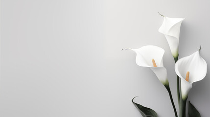 Zantedeschia or white calla lily on muted light grey background. Minimalist Sympathy Condolences Grief card. Copy space - obrazy, fototapety, plakaty