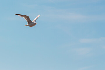 Fototapeta na wymiar Seagull in flight wings up isolated against blue sky on sunny day