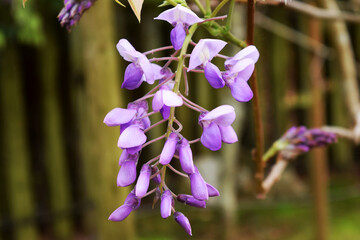 藤の花 wisteria