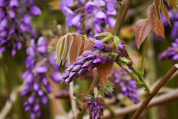 藤の花のつぼみ wisteria flower bud