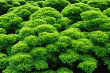 a high quality stock photograph of bushes