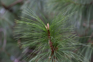 Close-up Long-coniferous pine. Pinus leiophylla Schiede ex Schltdl. Commonly known as the...