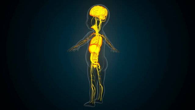 Human digestion liver,kidney,large intestine anatomy For medical concept 3d illustration