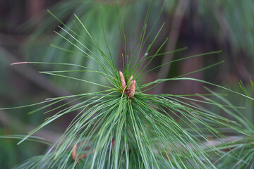 Close-up Long-coniferous pine. Pinus leiophylla Schiede ex Schltdl. Commonly known as the...