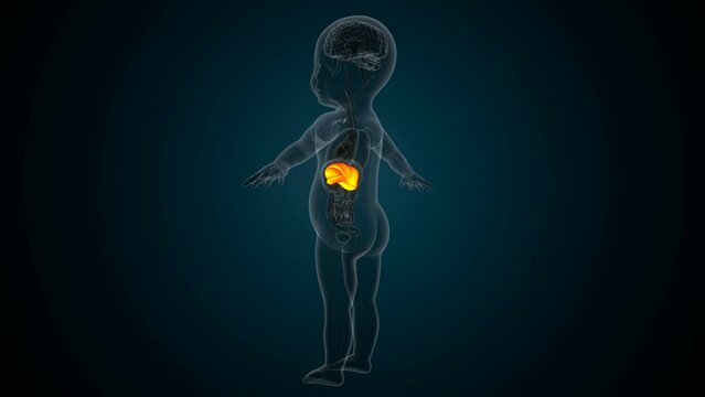 Human digestion liver,kidney,large intestine anatomy For medical concept 3d illustration