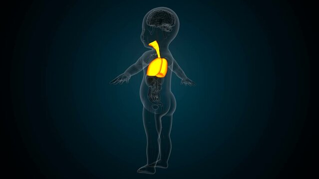 Human digestion liver,kidney,large intestine anatomy For medical concept 3d illustration
