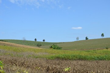 Fototapeta premium field of vegetable and sky