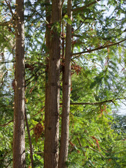 China-fir (Cunninghamia lanceolata) Straight trunk with bark from dark gray to reddish brown with vertical fissures into irregular flakes