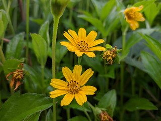 Wedelia flower (Sphagneticola trilobata) grows wild and fertile in the Borneo tropical climate