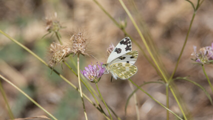 Bath White (Pontia daplidice), Provence