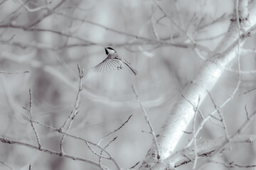 Black capped Chickadee in flight - Black and white 