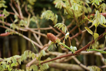 藤の花のつぼみ wisteria flower bud