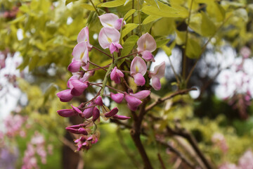 藤の花 wisteria