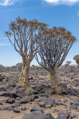 couple of Quiver trees on ground with boulders at Quivertree forest, Keetmansoop, Namibia