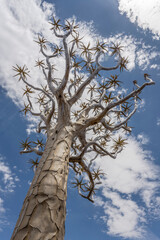 Quiver tree branches and blue sky at Quivertree forest, Keetmansoop, Namibia