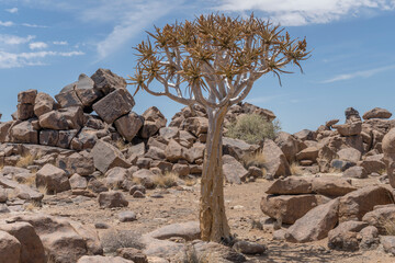 Quiver tree in Dolerite boulders swarm at Giants Playground, Keetmansoop, Namibia