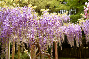 藤の花 wisteria