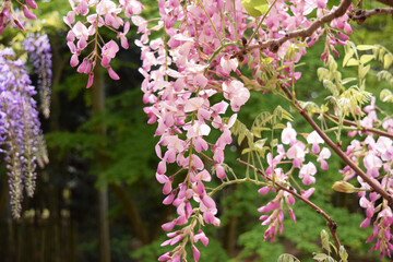 藤の花 wisteria