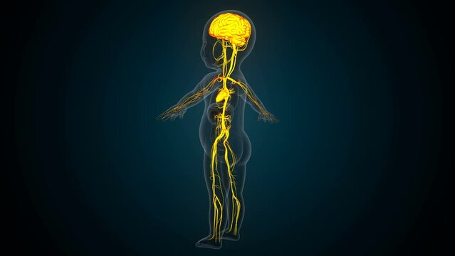 Human digestion circulatory system anatomy For medical concept 3d render