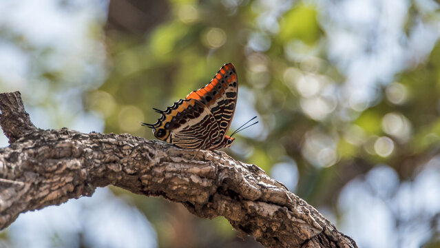 Two-tailed pasha (Charaxes jasius), Provence