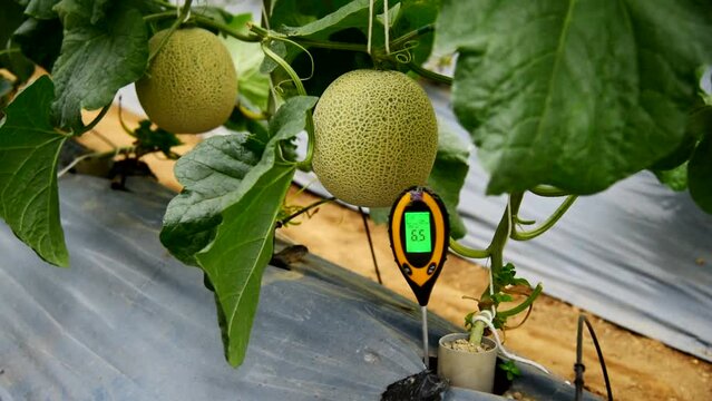 Use soil PH meter for check the PH value in melon farm
