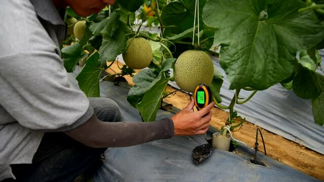 Use soil PH meter for check the PH value in melon farm