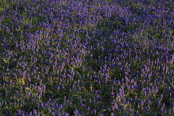 Obraz premium 夕陽に照らされるムスカリの花