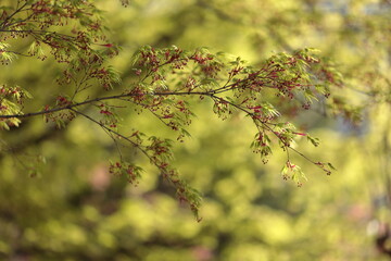 新緑の頃満開を迎えるモミジの花
