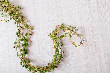 Minimalist botanical composition with soft green leaves on a textured wooden background.