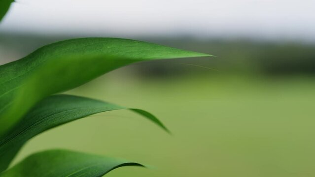 green plant leaves blowing in the wind. close-up of leaves of a plant. green leaves background with copy space. focus on green leaves in 3d