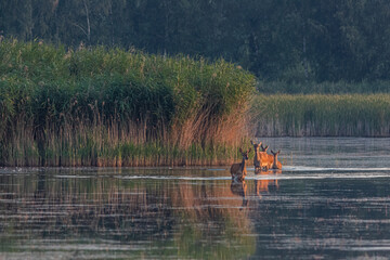 Chmara jeleni wędrująca przez wodę © KoLesfot