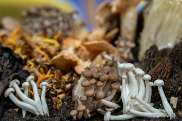 mushrooms, fresh mushrooms, raw mushroom, enoki mushroom, japanese shimeji, asian, fungi, raw, fresh, hypsizygus, vegan, hand, ingredient, closeup, japanese mushroom, fresh ingredients, cooking, japan