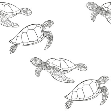 Seamless vector pattern with turtles on a white background. Outline illustration. Black and white.  Perfect for design templates, wallpaper, wrapping, fabric and textile.