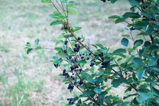 Branch with berries of Amelanchier alnifolia called Saskatoon, Serviceberry, western serviceberry or dwarf shadbush. Sweet blue Saskatoon berries ripening on bush branches.