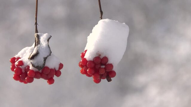 Red clusters of viburnum covered with snow swaying by the wind.