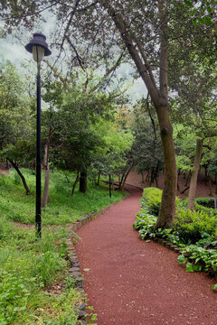 A winding path leads through a lush green forest with lush tall imposing trees on either side with sun light shining through the trees
