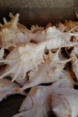 Close up details lots of seashells. Summer exotic souvenirs